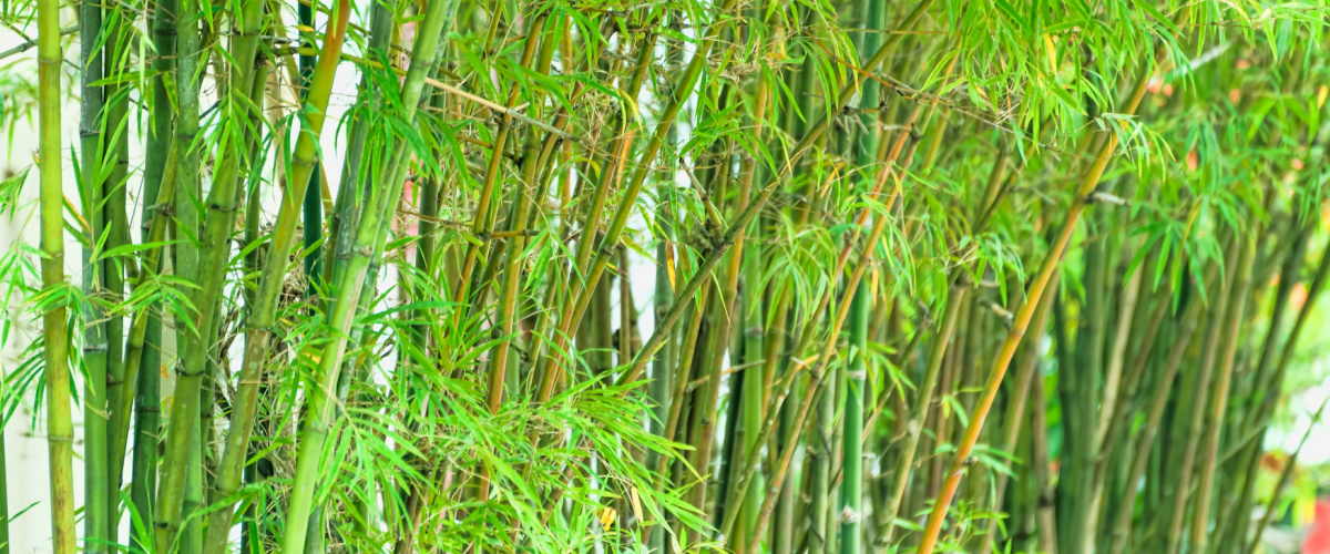 Control bamboo