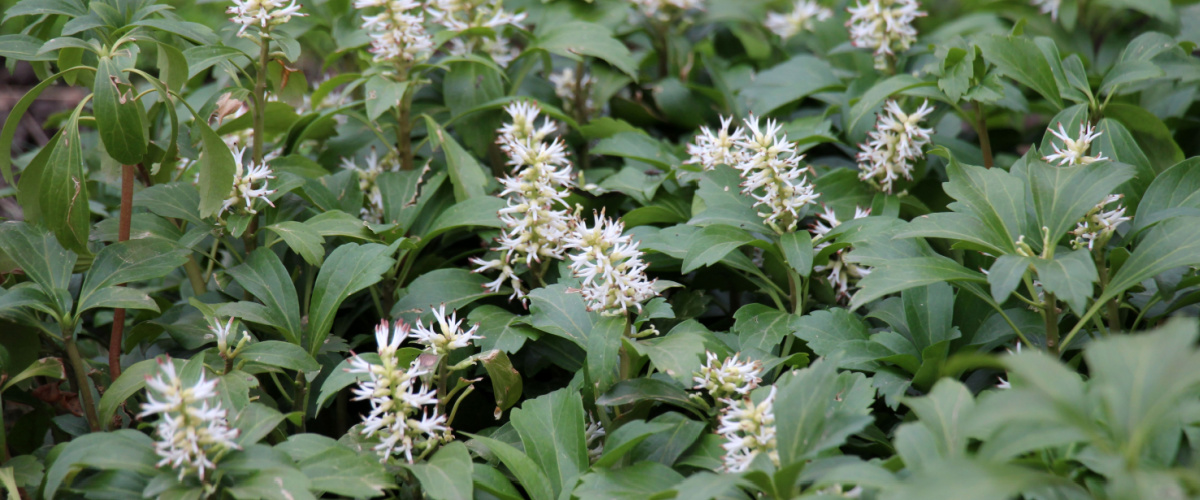 Ground cover plant - Pachysandra terminalis