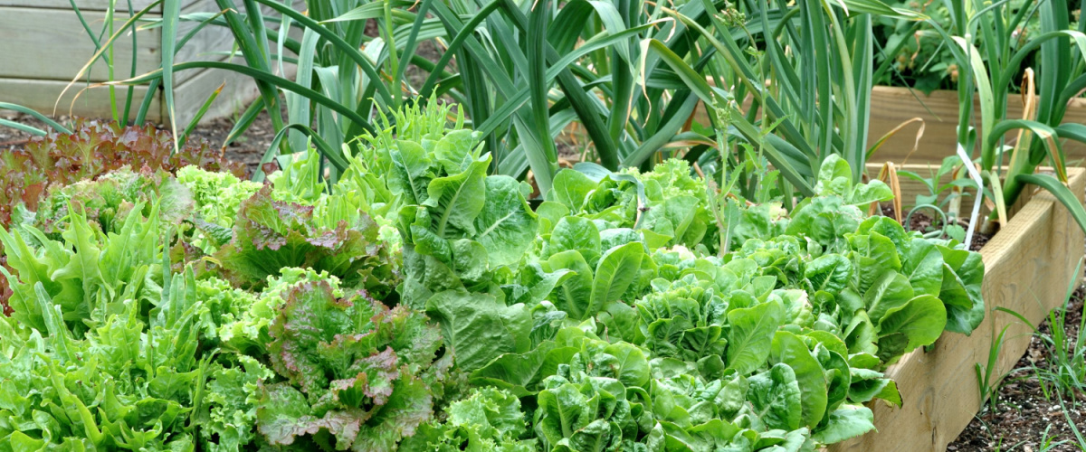 Grow your own salad