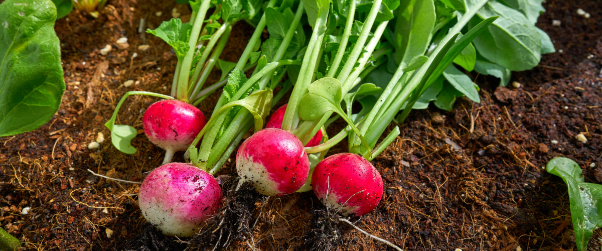 Harvest radish