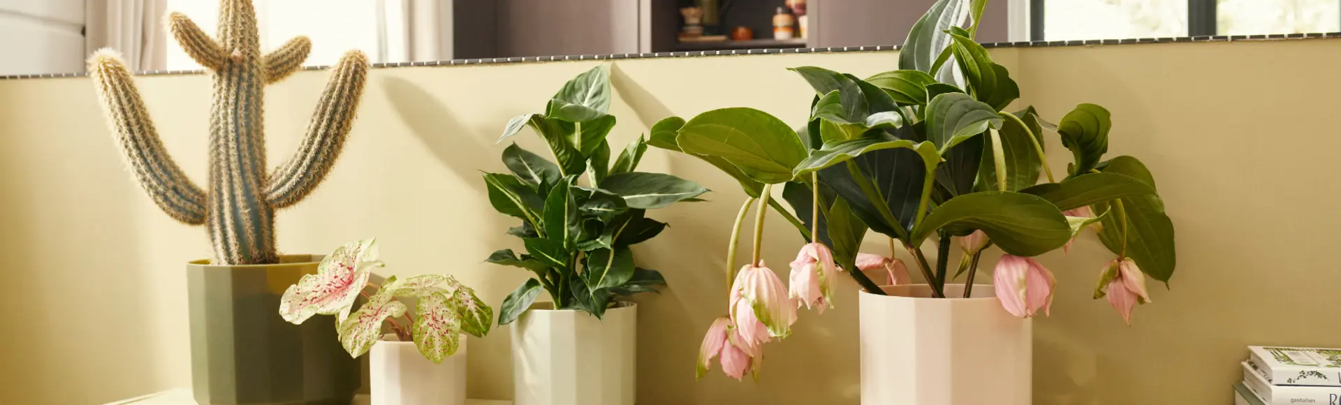 kamerplanten Breng groen in huis met ons ruime assortiment kamerplanten
