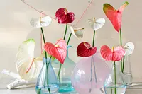 Anthuriums voor Valentijnsdag!