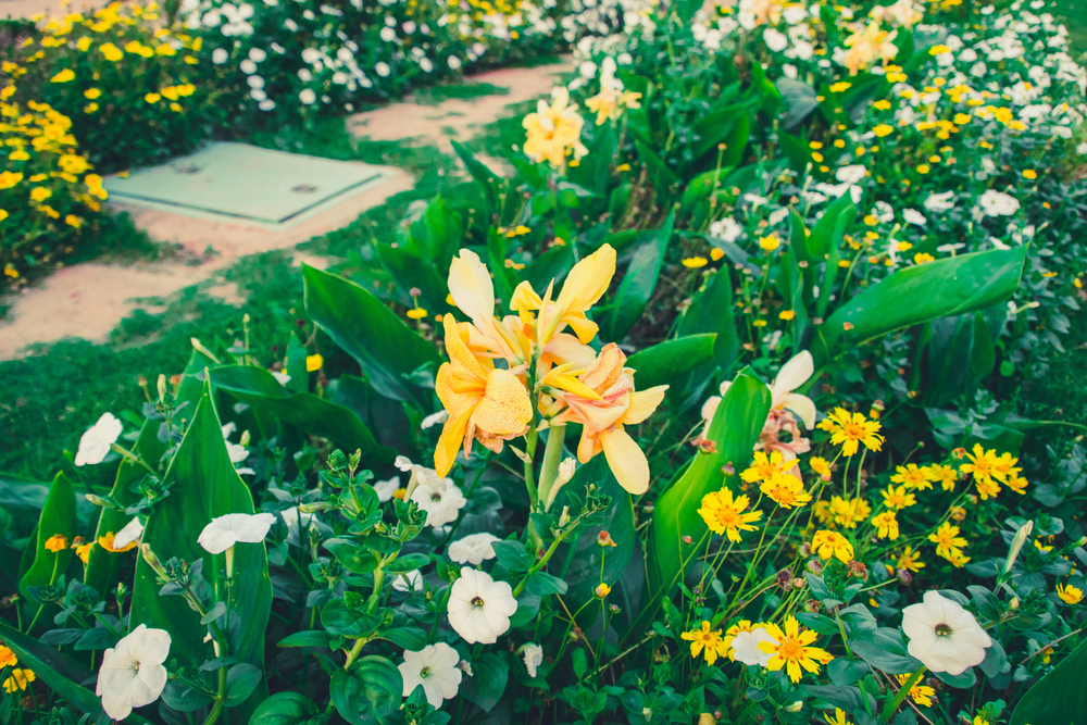 winkelwagen Viskeus haakje Bollen, knollen, wortelstokken: nu planten, straks een tuin vol bloemen -  Tuincentrum Abies