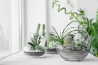 DIY: Terrarium maken