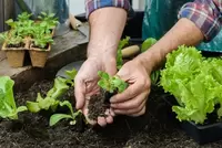 Het moestuinseizoen gaat weer van start