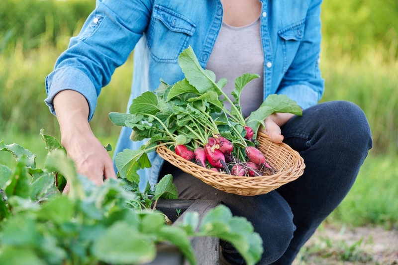 Moestuinieren in juli