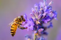 Ontdek onze favoriete bijenplanten