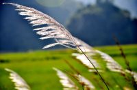 Tips voor een windbestendige tuin