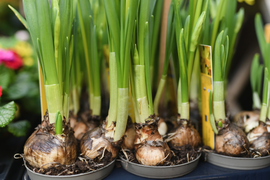 Bloembollen en zaden