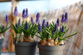 Bloembollen en zaden