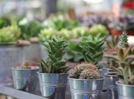 Cactussen en vetplanten