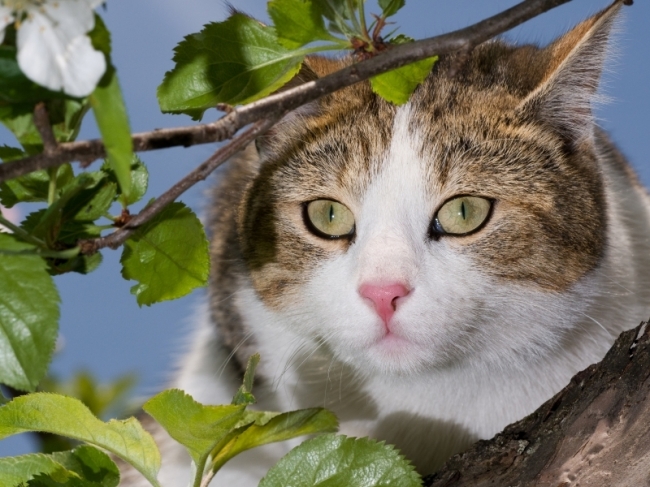 Katten Tuincentrum Abies