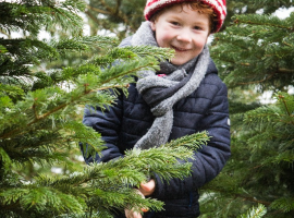 Kerstbomen Antwerpen (Deurne)