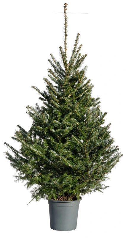 Abies Fraseri 125-150cm in pot