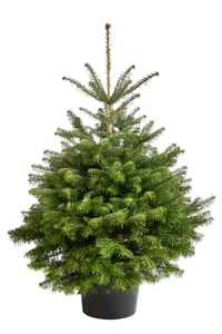 Abies nordmanniana 100-125cm in pot