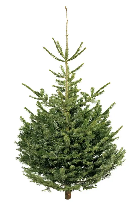 Abies nordmanniana 150-200cm gezaagd