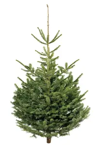 Abies nordmanniana 150-200cm gezaagd