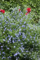 Heesters en struiken