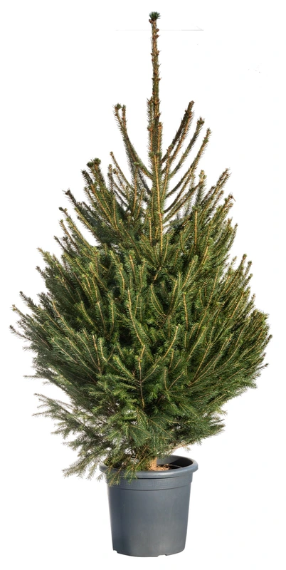Picea Abies 175-200cm in pot