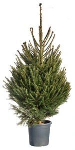 Picea Abies 200-225cm in pot