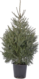 Picea Omorika (zilverspar) 200-225 cm in pot