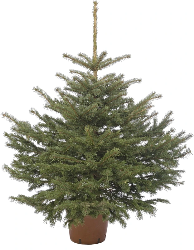 Picea Pungens Glauca 120-150 cm in pot