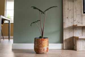 Pot cilia latte d29h27cm - afbeelding 2