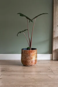 Pot cilia latte d37h32cm - afbeelding 2