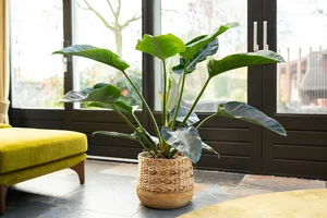 Pot diede d21h17cm naturel - afbeelding 2