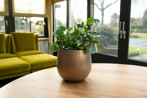 Pot esra d15h13cm champagne - afbeelding 2