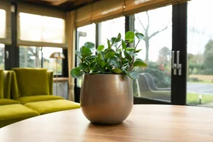 Pot esra d22h20cm champagne - afbeelding 2