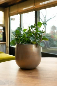 Pot esra d26h26cm champagne - afbeelding 2