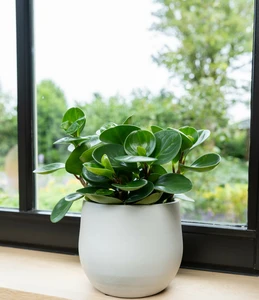 Pot isabel warm grey d16h13cm - afbeelding 2