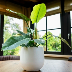 Pot isabel warm grey d19h17cm - afbeelding 2