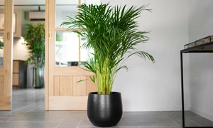 Pot isabel zwart d19h17cm - afbeelding 2