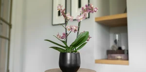 Pot isabel zwart d22h19cm - afbeelding 2