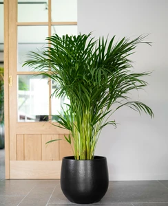 Pot isabel zwart d27h25cm - afbeelding 2