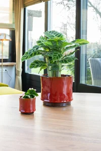 Pot nolan d17h15cm rood - afbeelding 2