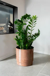 Pot rens d23h21cm kastanje - afbeelding 2