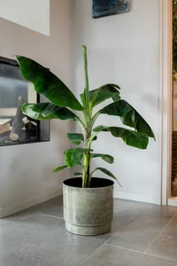 Pot rens d29h26cm tijm - afbeelding 2