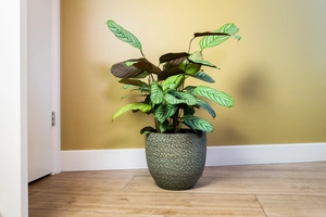 Pot rinca d25h23cm shiny groen - afbeelding 2