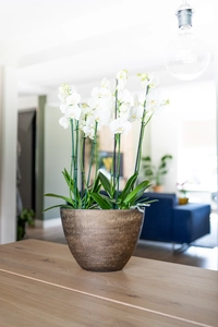 Pot ryan d18h16cm shiny goud - afbeelding 2