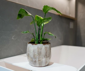 Pot suus d19h16cm latte - afbeelding 2