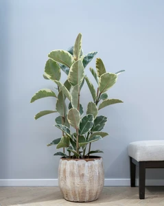 Pot suus d29h26cm latte - afbeelding 2