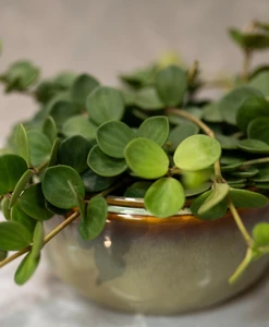 Schaal mabel d22h10cm sage - afbeelding 2