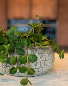 Schaal renzo d28h13cm zand - afbeelding 2